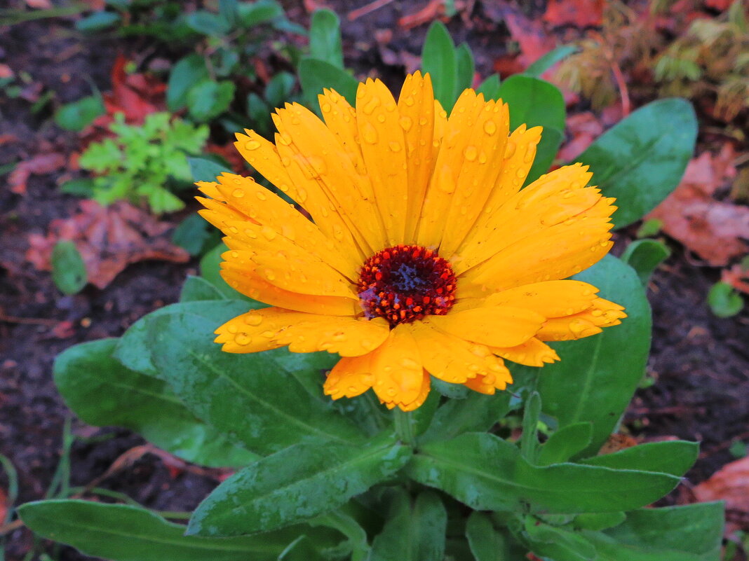 Осенний цветок календулы - Андрей Снегерёв