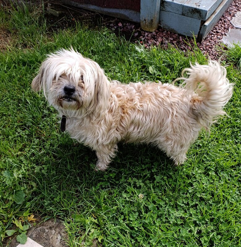 Незваный гость. - Ирина *** Незваный гость. - Ирина ***