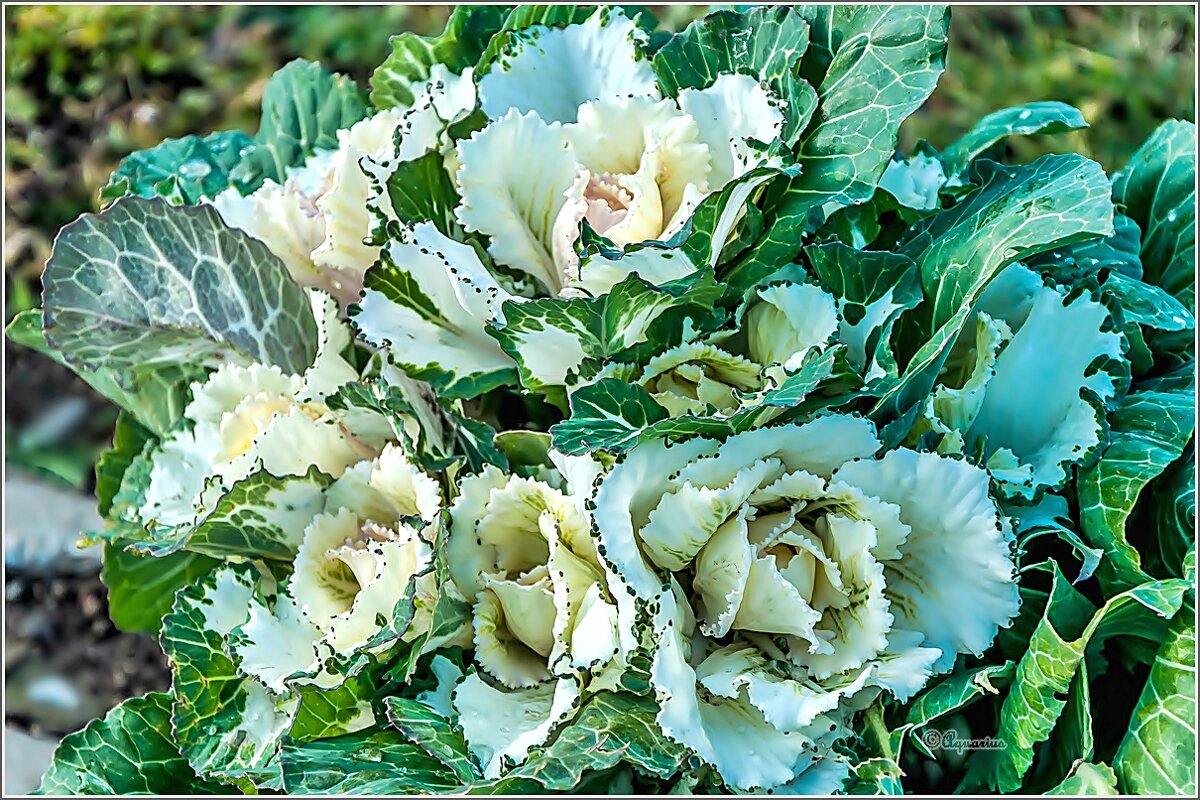 Про осень... - Aquarius - Сергей