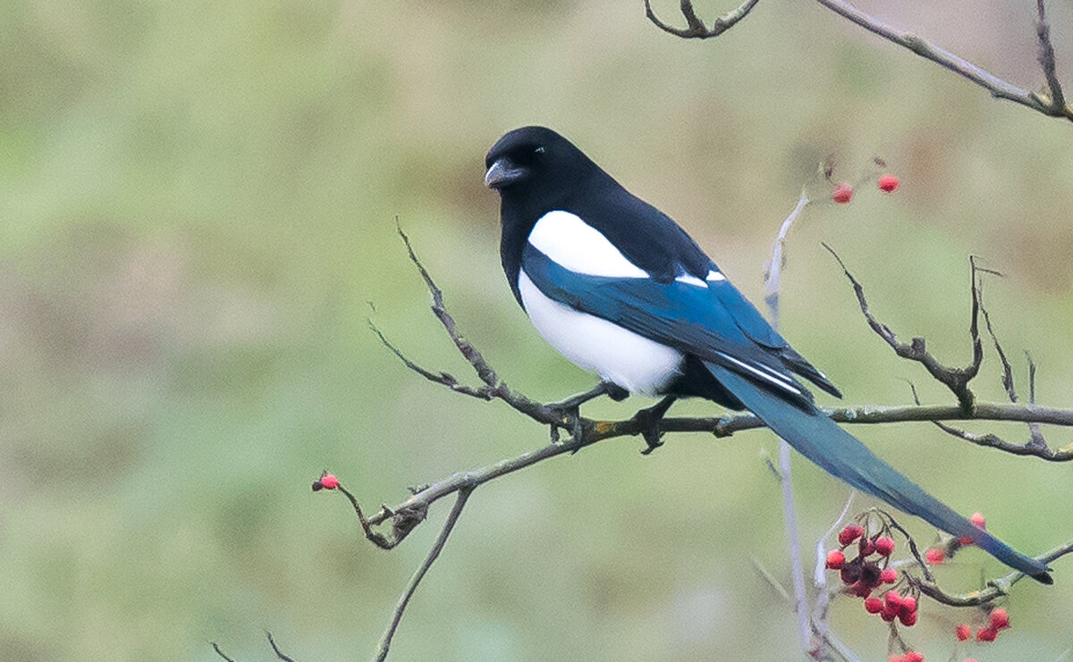Сорока - осторожная птица. - Владимир Безбородов