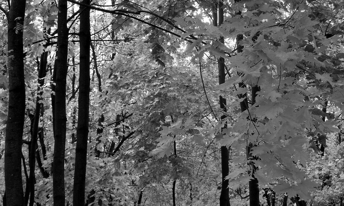 Осенние листья - Дмитрий И_