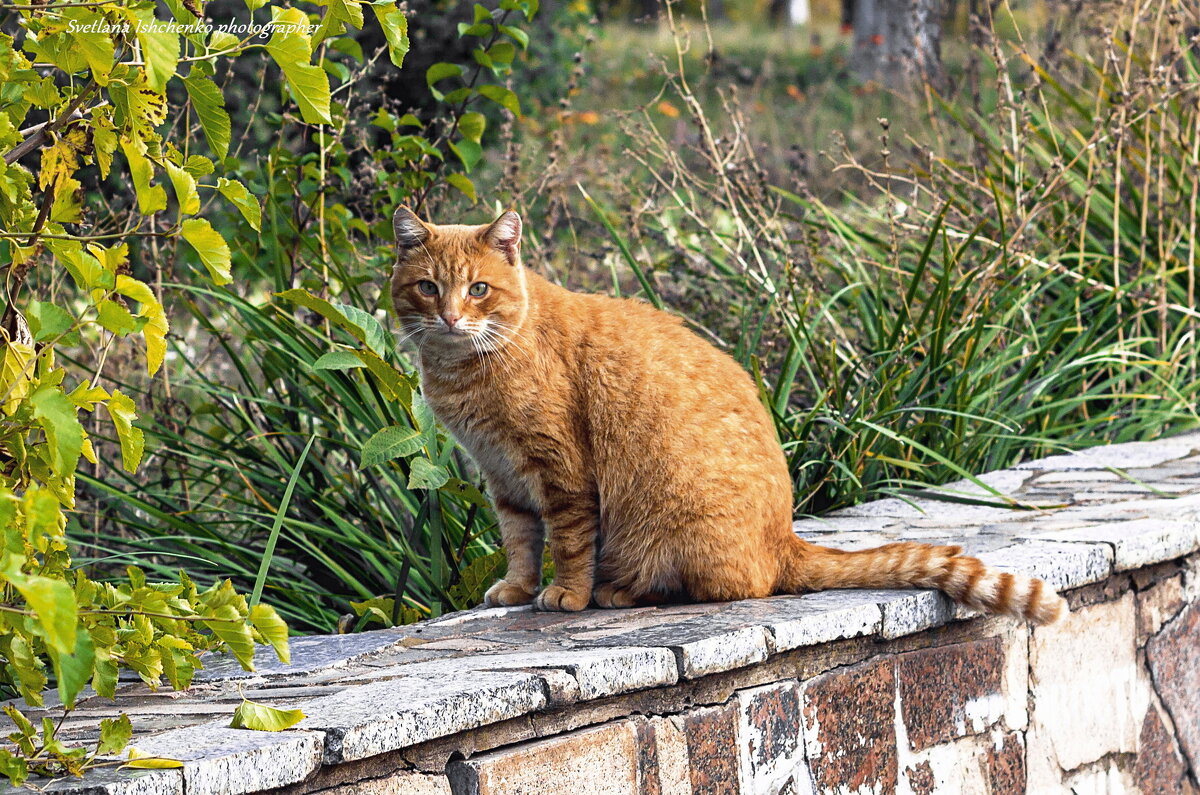 Рыжий кот - примета счастья. - Светлана Ищенко