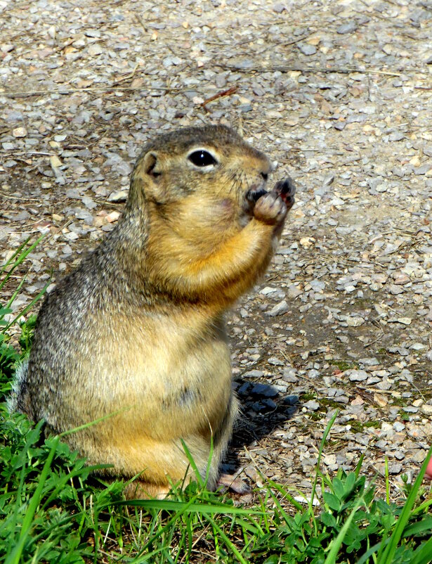 Каждый суслик - в поле агроном. - nadyasilyuk Вознюк