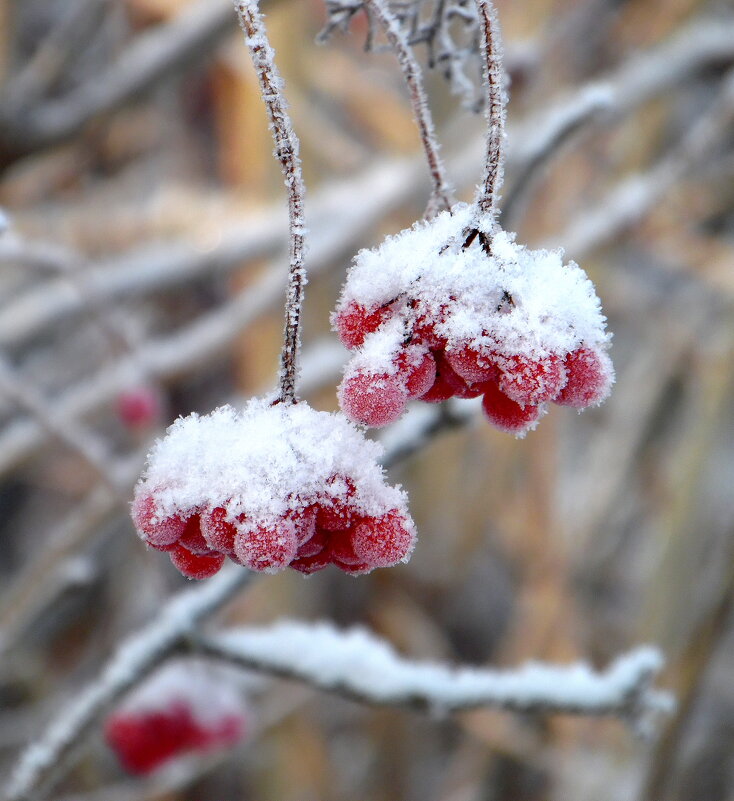 Калина. - nadyasilyuk Вознюк