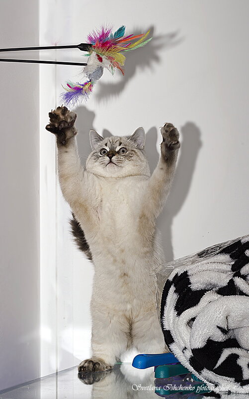 Котёнок, играющий с игрушкой-дразнилкой. - Светлана Ищенко