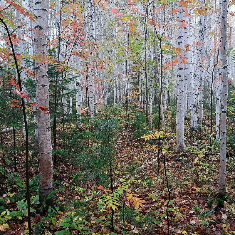 Рябиновое разноцветие - Ирина *
