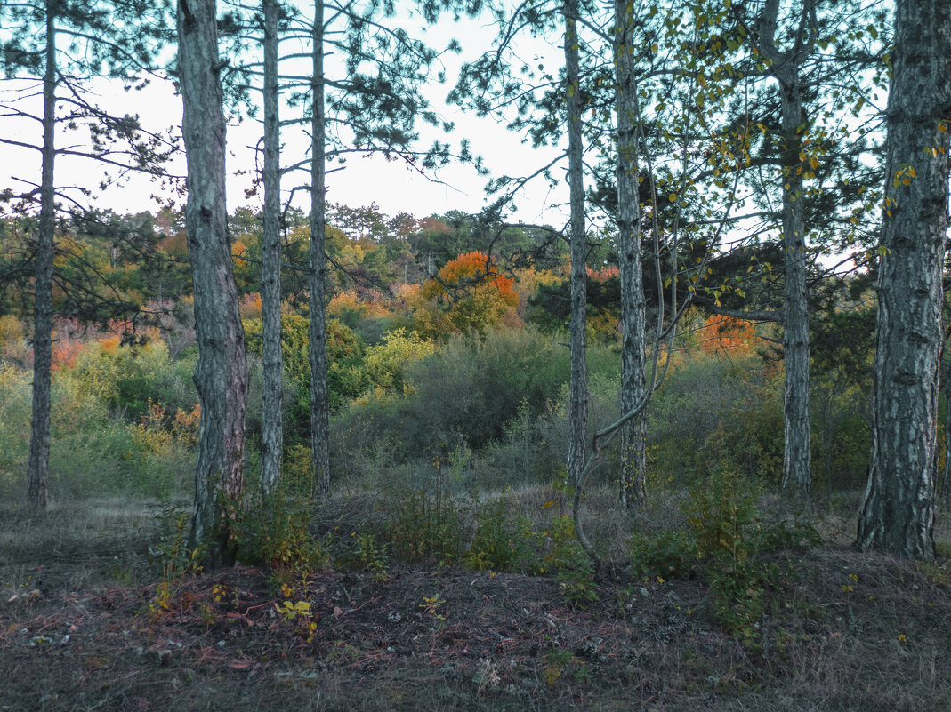 Природа  Крыма - Валентин Семчишин