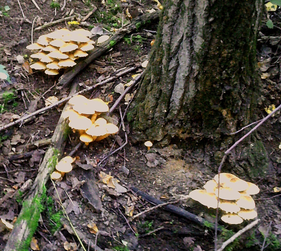 Осенние - Сергей Уткин