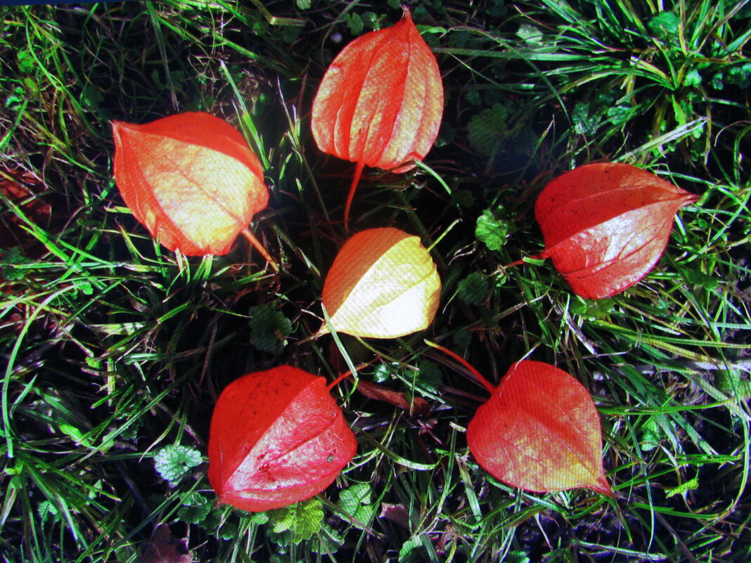 Цветочек - Людмила Смородинская