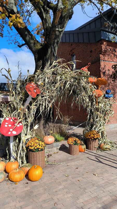 Осенний Калининград. - Ольга 