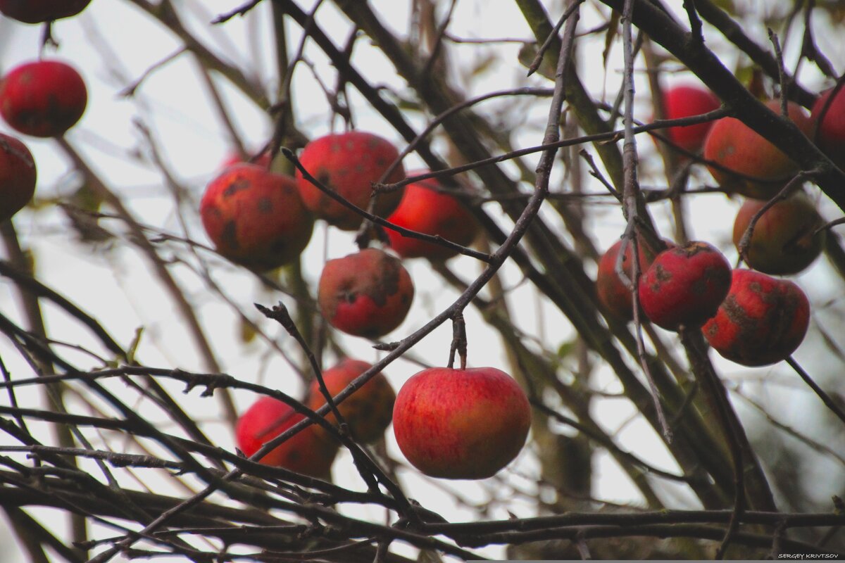 Забытые.... - Sergey Krivtsov