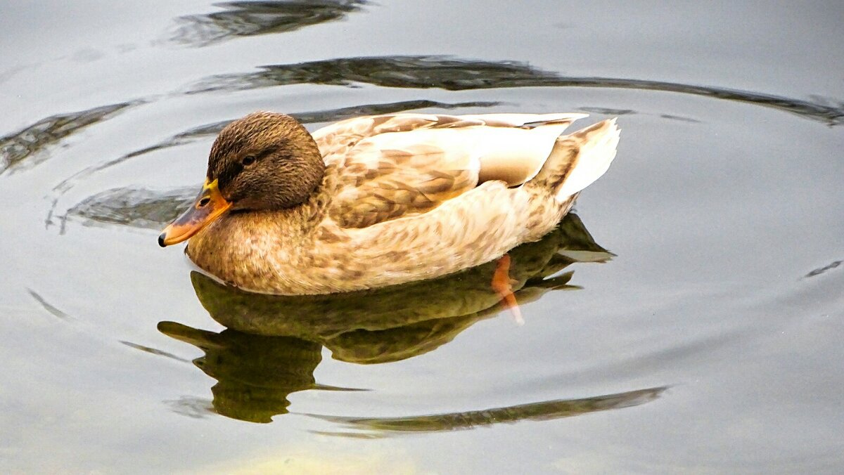 Кряква с аномальным окрасом перьев (коричнево- белая). - Милешкин Владимир Алексеевич 