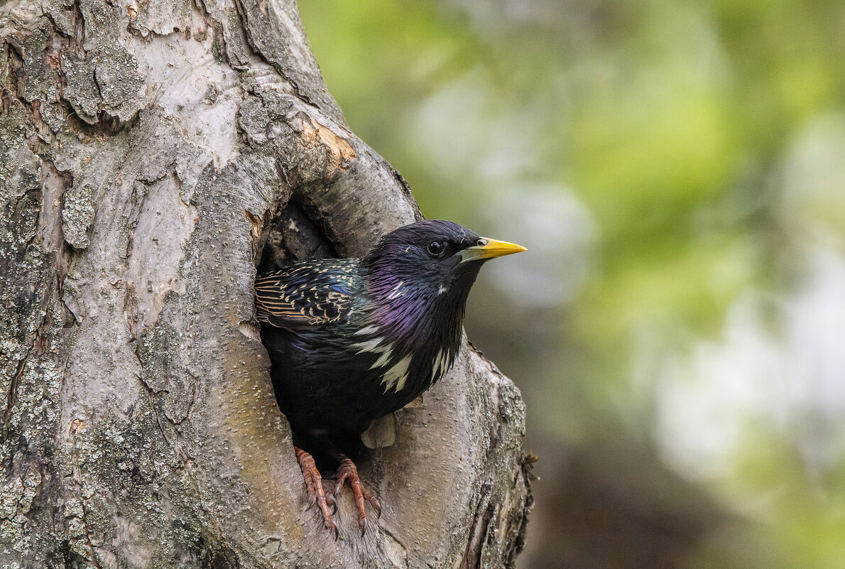 скворец. - юрий макаров
