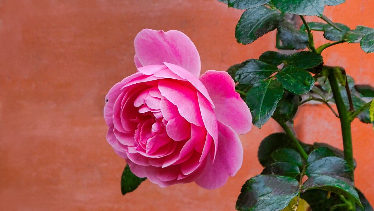 Осенние цветы - Милешкин Владимир Алексеевич 