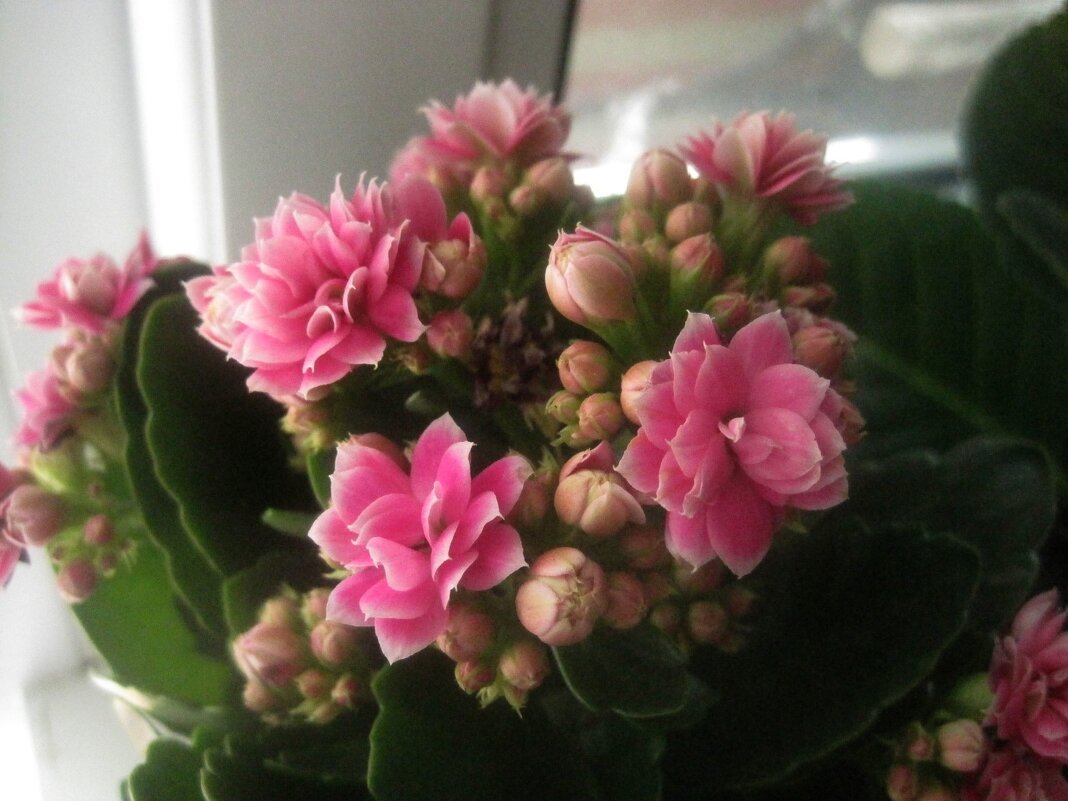 Каланхоэ - Елена Семигина