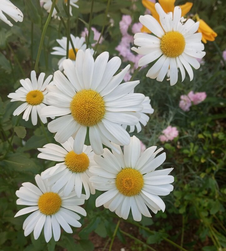 Ромашки - Елена Семигина