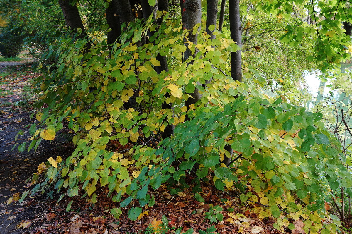 Картинки осени - Рита Симонова