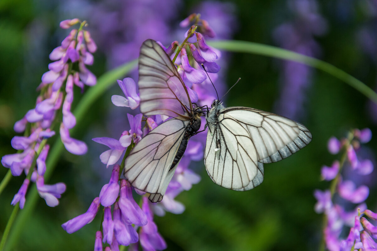 Бабочки поцелуй - Наталья Димова