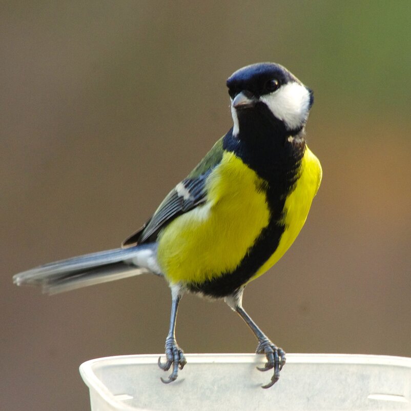 "А я - ростом повыше !" - Юрий Куликов "А я - ростом повыше !" - Юрий Куликов
