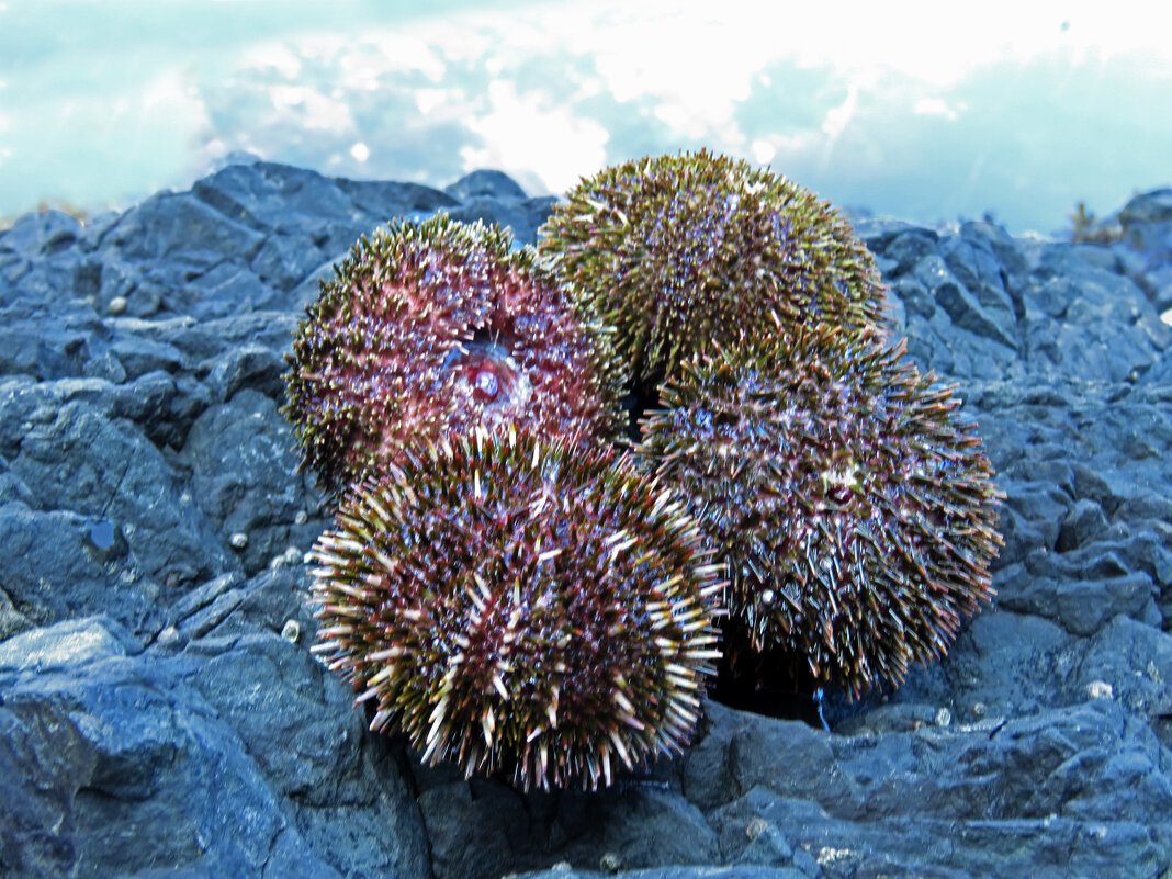 Морские ёжики - ИРЭН@ .