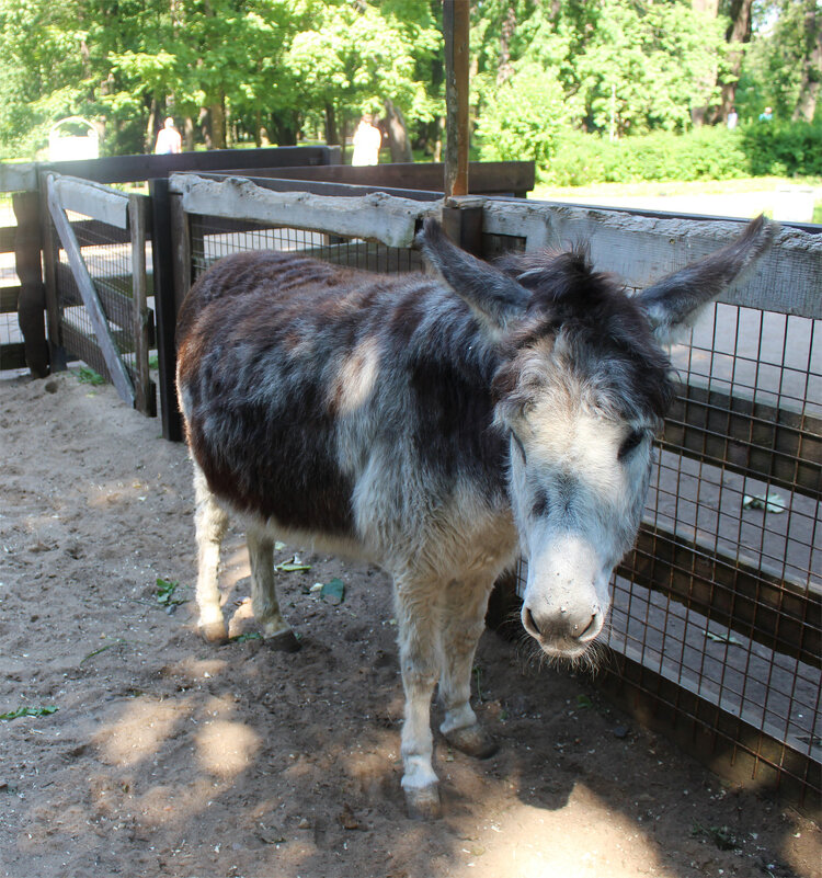 ослик - Любовь ***