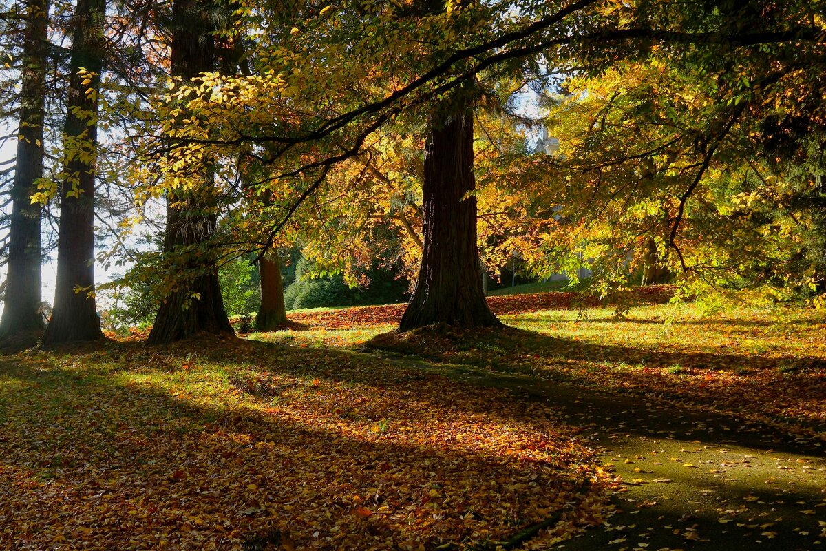 Ноябрь - Юрий. Шмаков