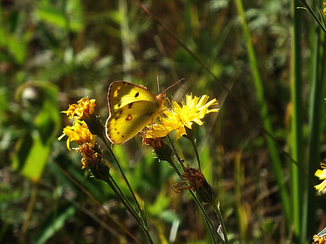 * - Зоя Мишина