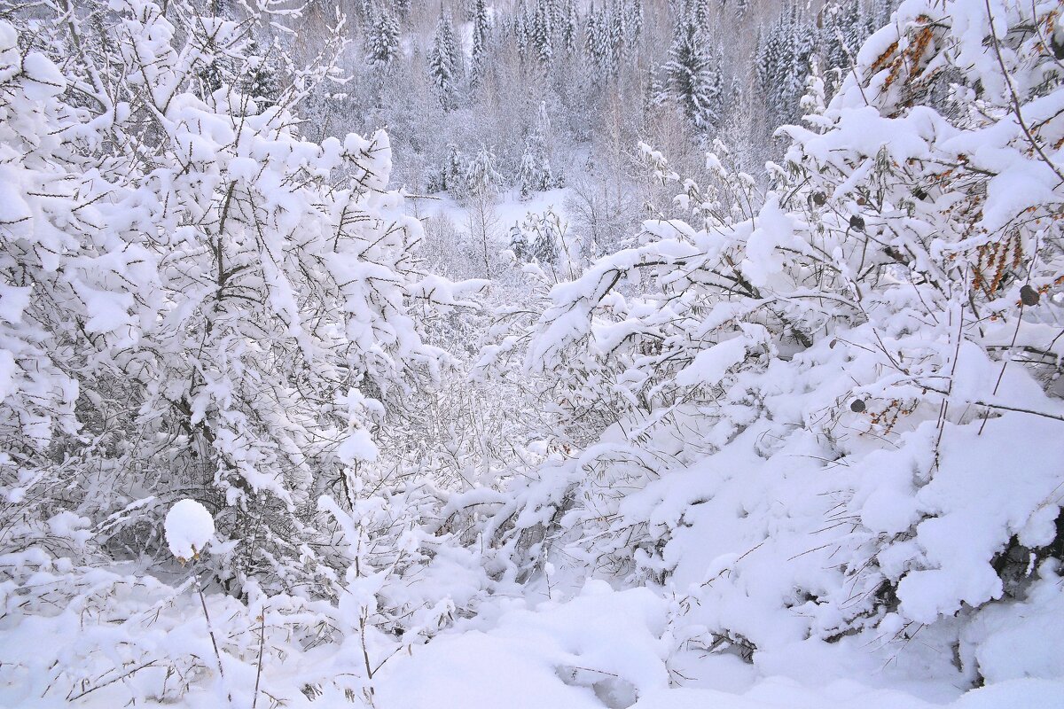 - - Владимир Мигонькин