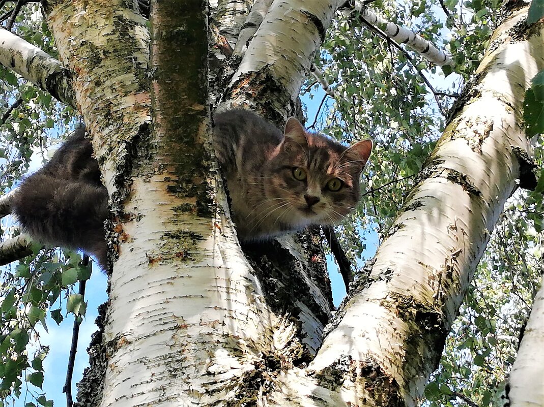 Кошка - Наталья 