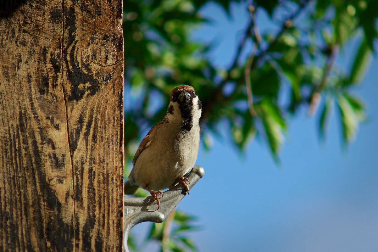 Нахаленок - Вячеслав Алтай