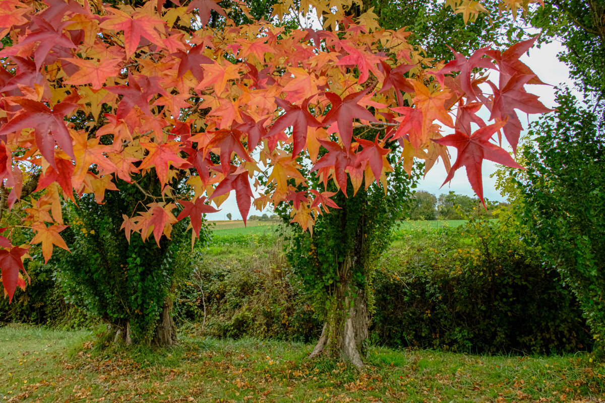 Осенний зонтик - Георгий А Осенний зонтик - Георгий А