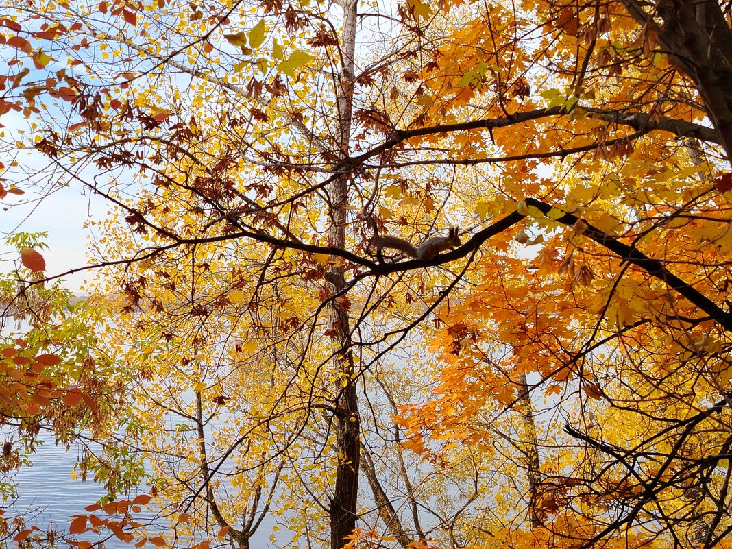 Белочка на золотом дереве - Надежда 