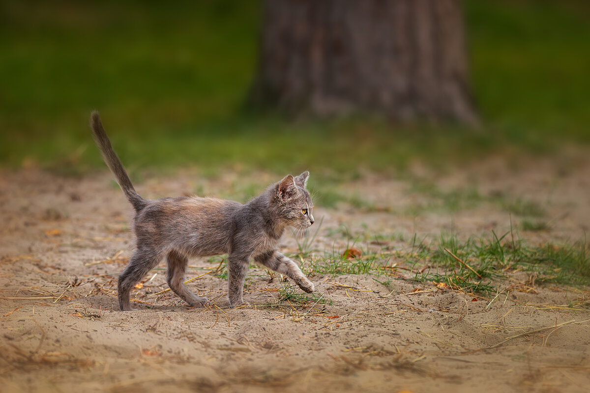 Котёнок - Alex Bush