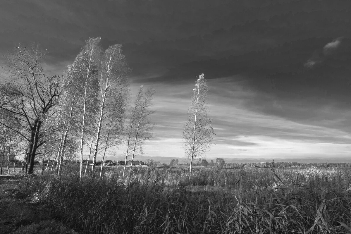 Березки. - Николай 