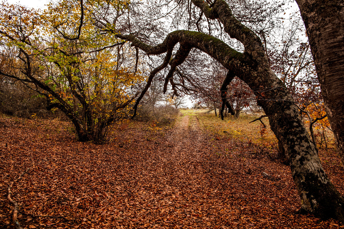 Осенний лес. - Сергей Воротников