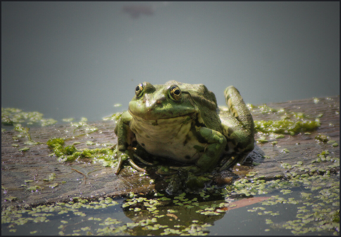 Царевна. - Александр 