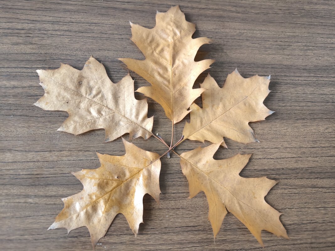 Пять листьев дуба остролистного - Дмитрий Никитин