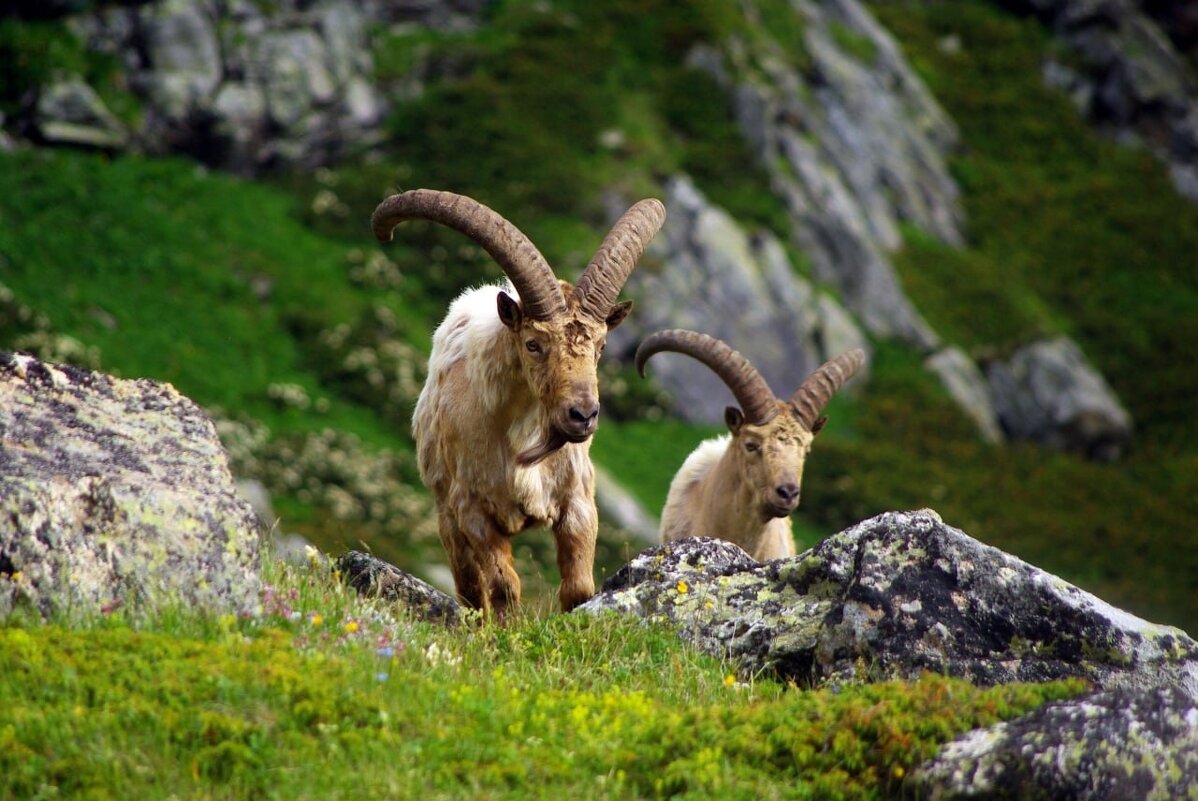 Двое ... - Андрей Любимов