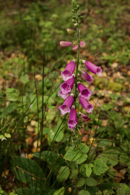 В осеннем лесу еще цветы цветут. - Lucy Schneider В осеннем лесу еще цветы цветут. - Lucy Schneider