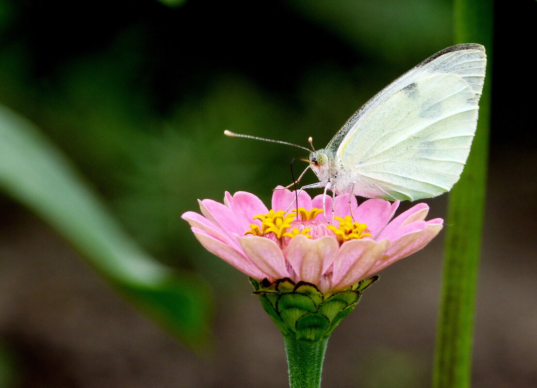 опять про бабочек...36 - Александр Прокудин
