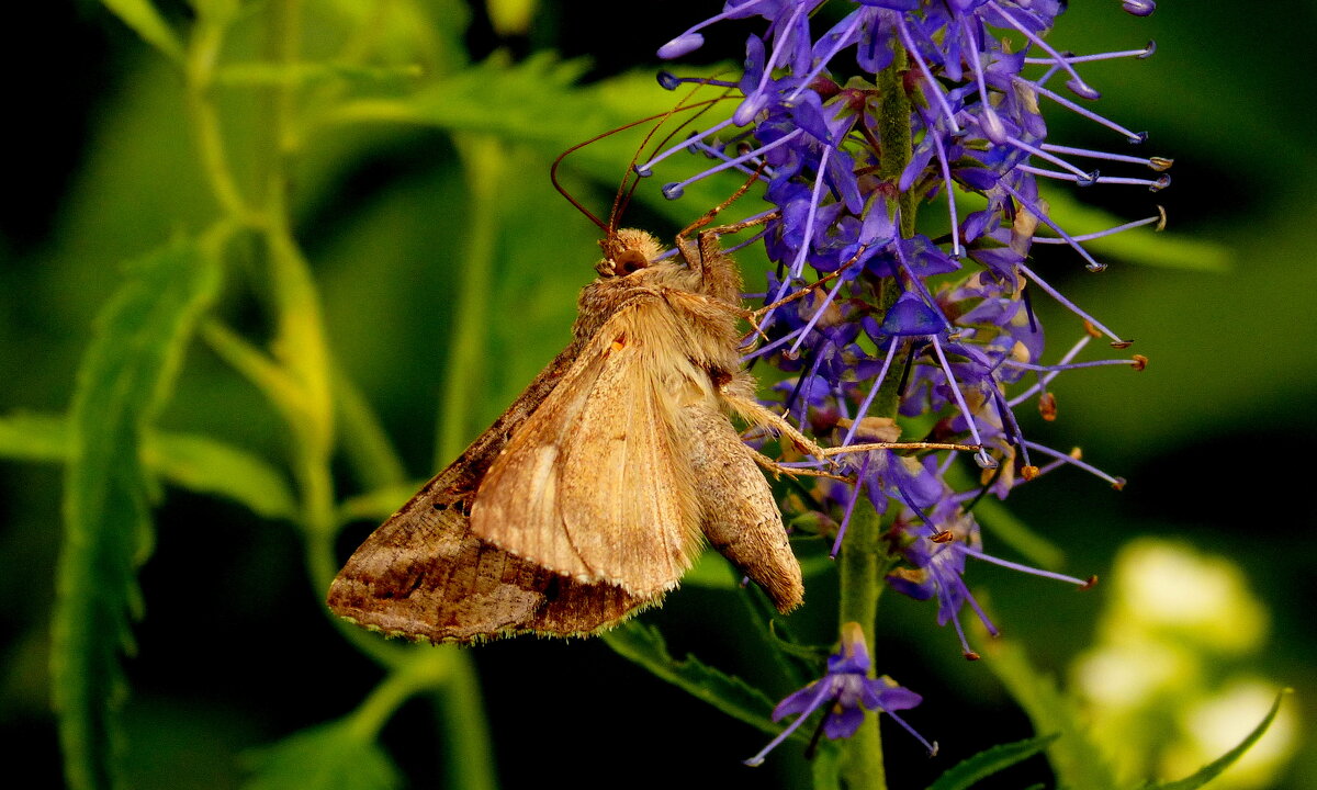опять про бабочек...40 - Александр Прокудин