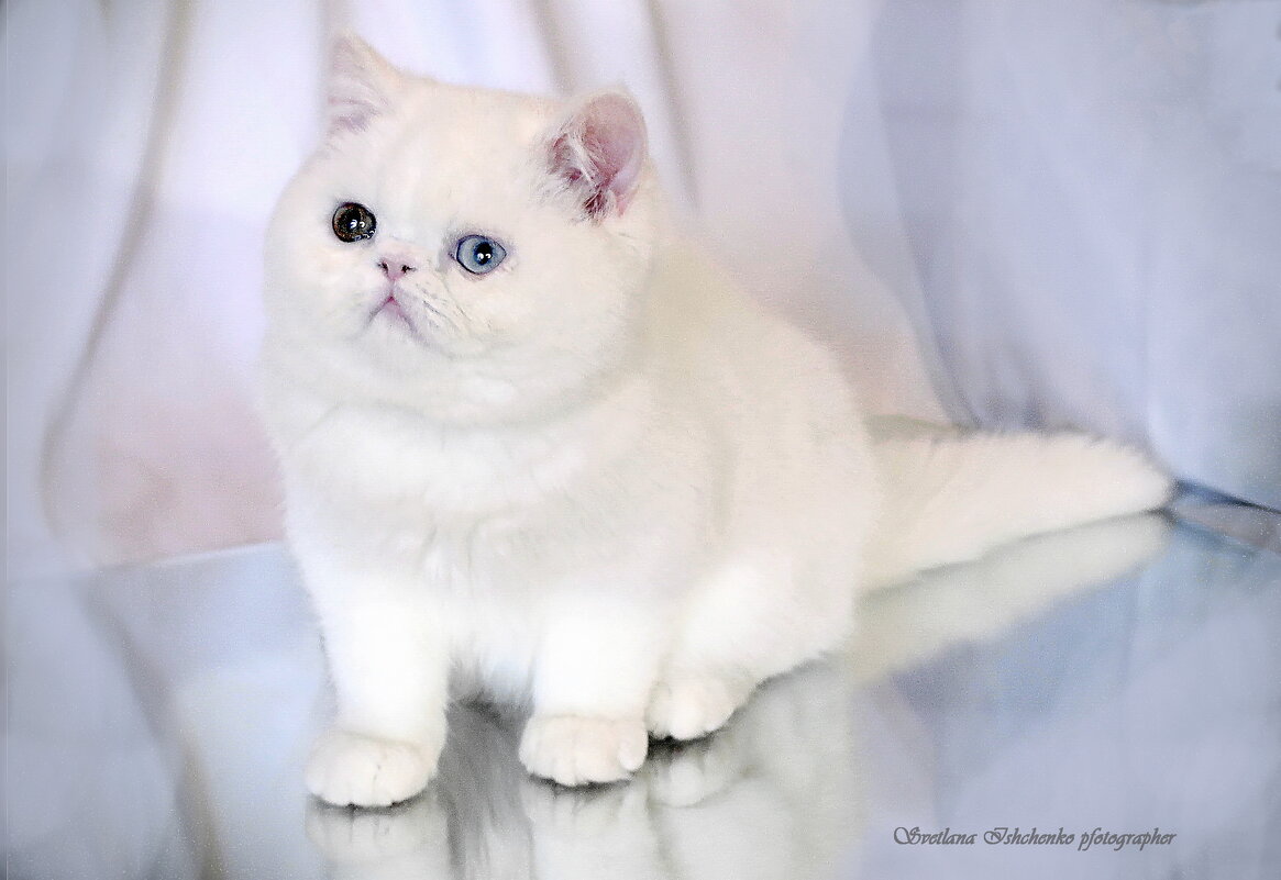 Разноглазая красота. - Светлана Ищенко