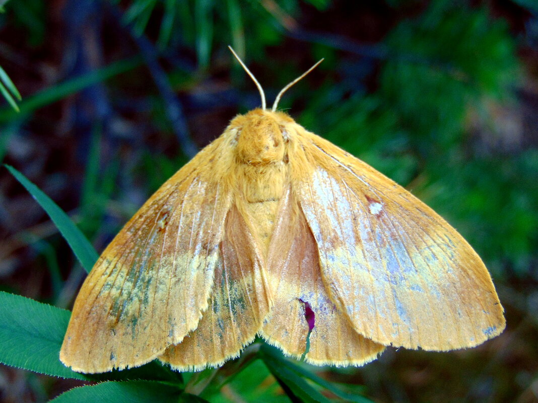 Поистрепалось плптьице. - nadyasilyuk Вознюк
