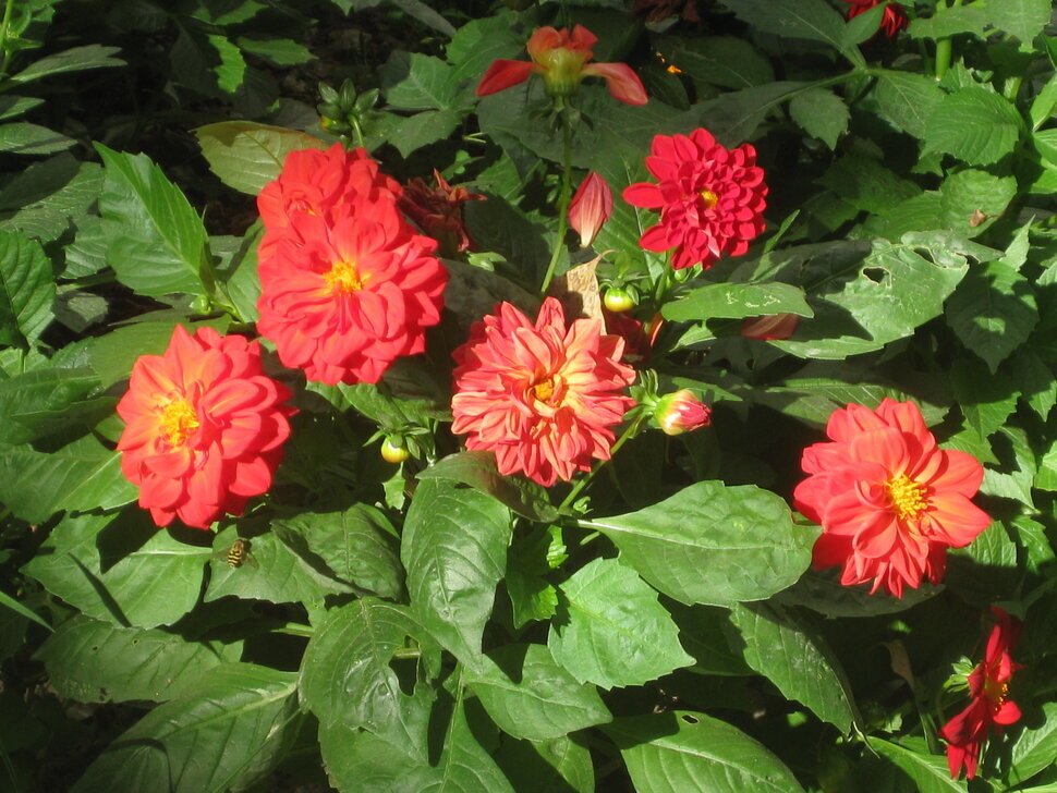 Георгины однолетние Веселые Ребята - Дмитрий Никитин