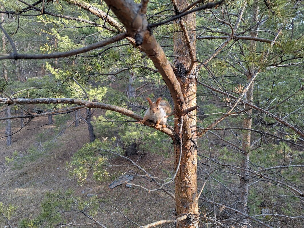 Белка в Каркаралах. - Андрей Хлопонин Белка в Каркаралах. - Андрей Хлопонин