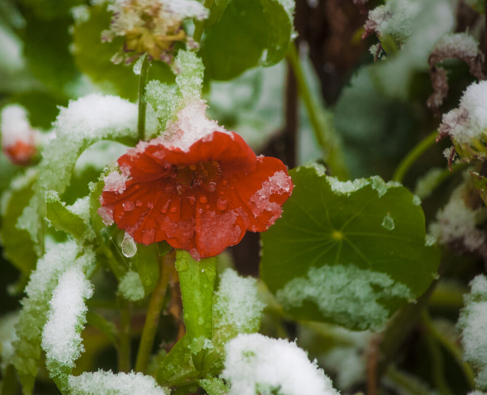 ЦВЕТЫ - Первый Снег - Владимир Максимов ЦВЕТЫ - Первый Снег - Владимир Максимов