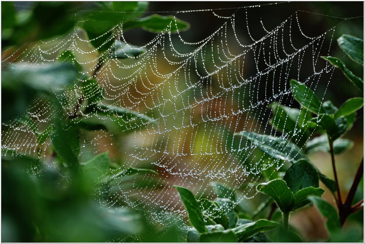 ЭТЮД... - Elvira E. 