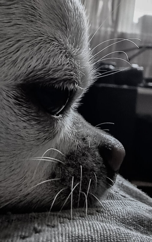 грусть - Ольга Косачова