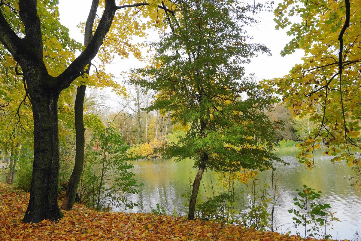 Картинки осени - Рита Симонова