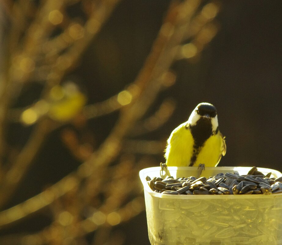 Другая ждёт на дубе... - Юрий Куликов